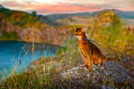 PIDAN CAT HARNESS & LEASH SET