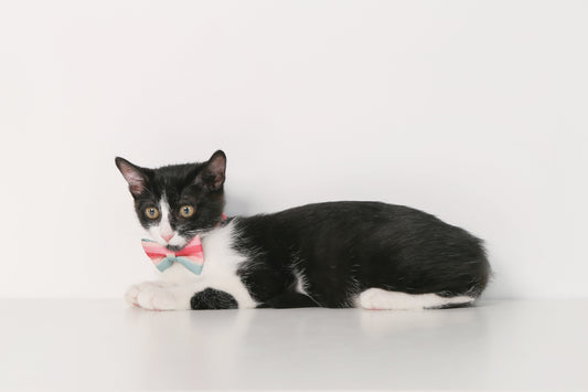 PIDAN CAT BOW TIE COLLAR