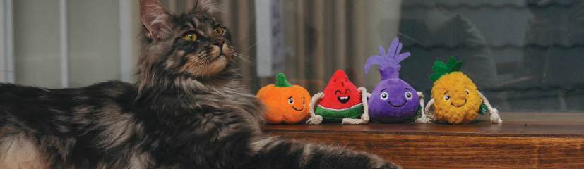 A cat beside V-PET pumpkin, watermelon, onion and pineapple toy characters