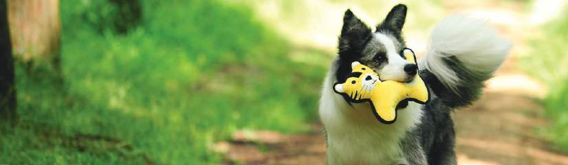 A black-and-white dog carrying a yellow character-shaped V-PET toy outdoors