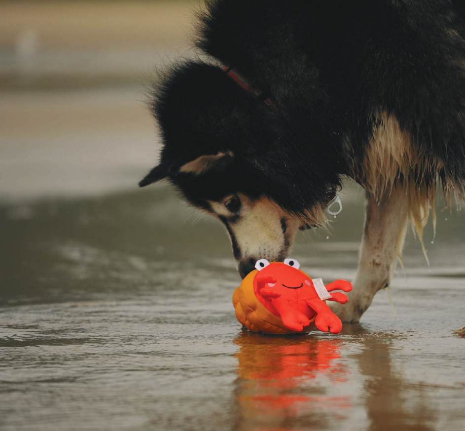 A dog investigating a bright red V-PET sea-creature toy at the water’s edge
