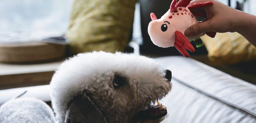 A small white dog reaching towards a pink V-PET lionfish toy held above a sofa